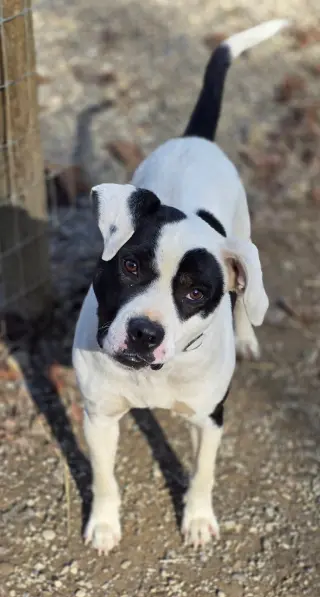 Petey
