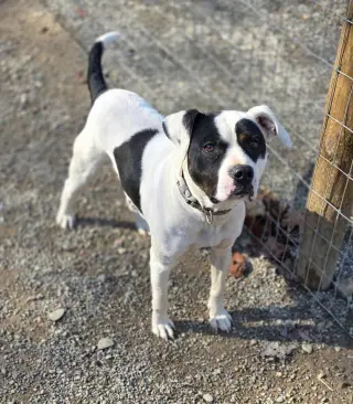 Petey