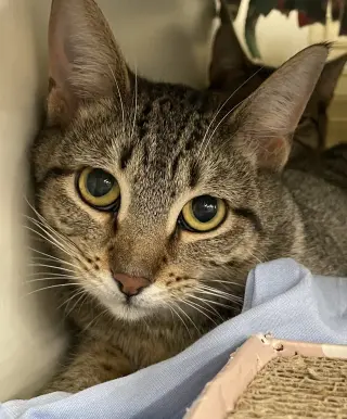 Cleopatra
