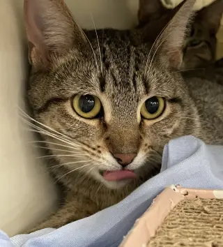 Cleopatra