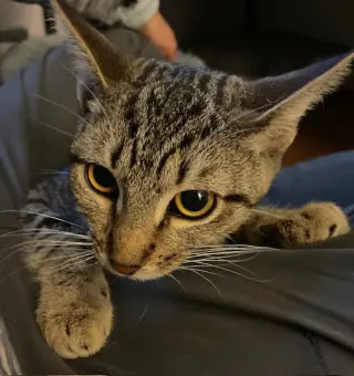 Cleopatra
