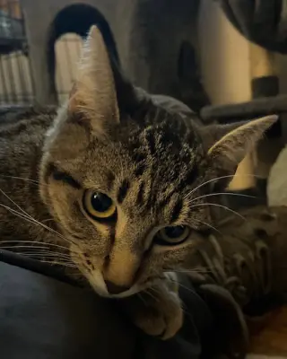 Osiris