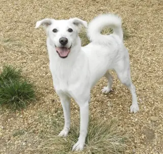 Benny