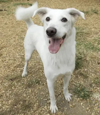 Benny