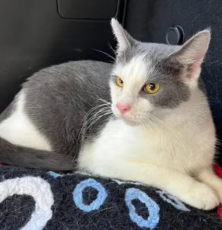 FEISTY FRED