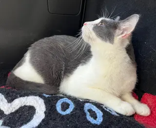 FEISTY FRED