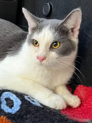 FEISTY FRED