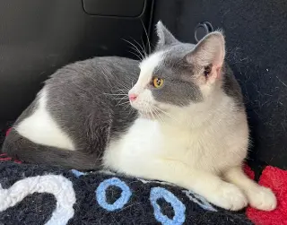 FEISTY FRED