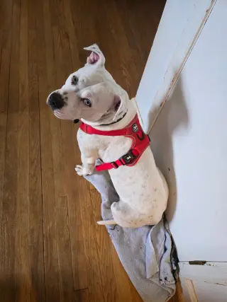 SAMMY