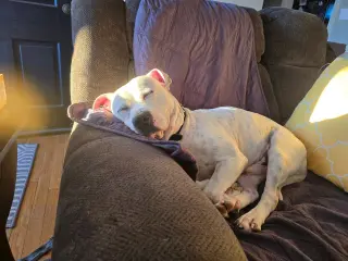 SAMMY