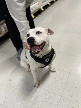 SAMMY