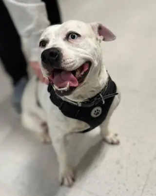 SAMMY