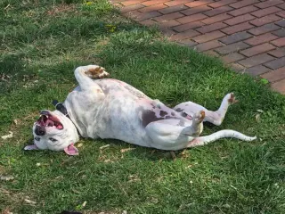 SAMMY