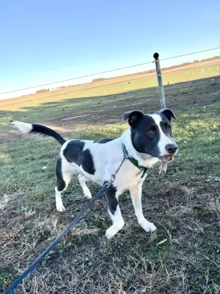 Bandit Blue