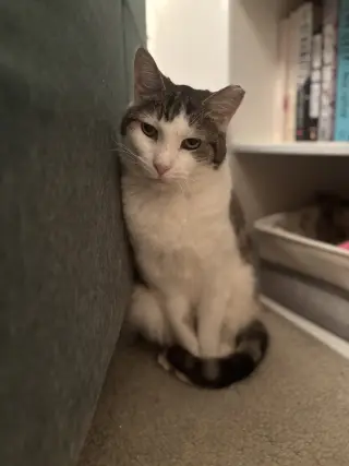 ELMO