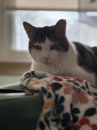ELMO