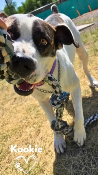 Kookie (Starla)