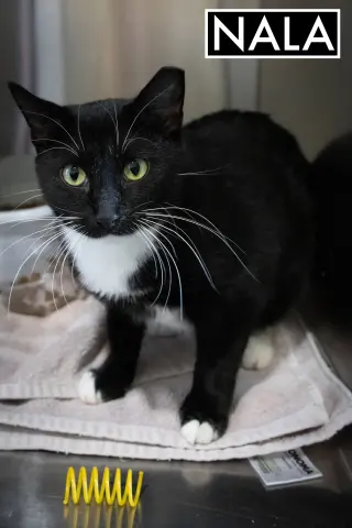 Nala (FCID# 07/01/2025 - 539 Glen Mills foster) C