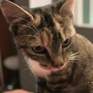 Molly