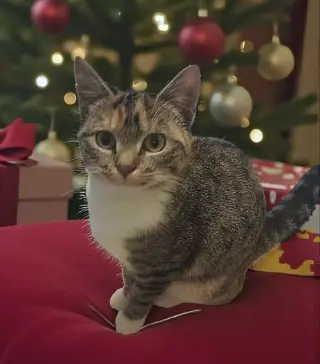 Molly