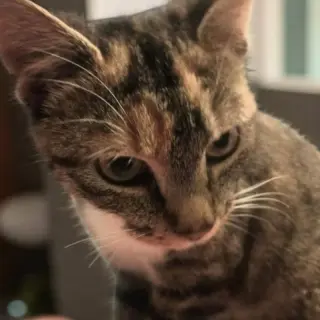 Molly