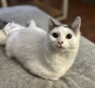 Winston