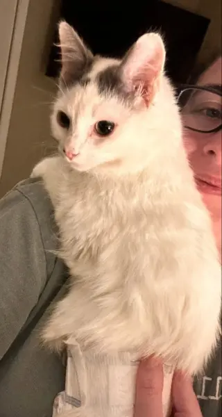 Winston