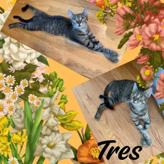 Tres