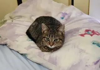 Wiggle 'N Jiggle