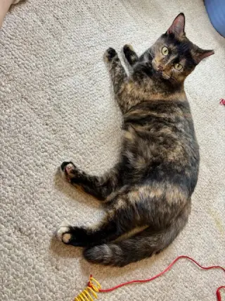 Tootsie