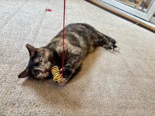 Tootsie