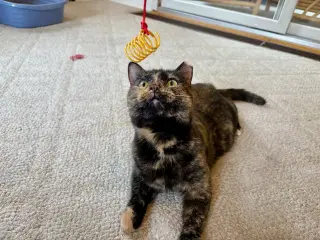 Tootsie