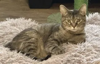 KATNESS