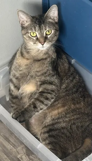 KATNESS