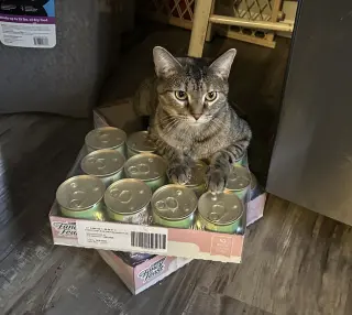 KATNESS