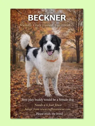 Beckner