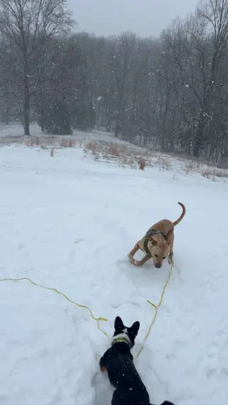 Marley Mo