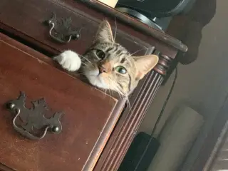 Butters