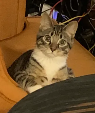 Butters