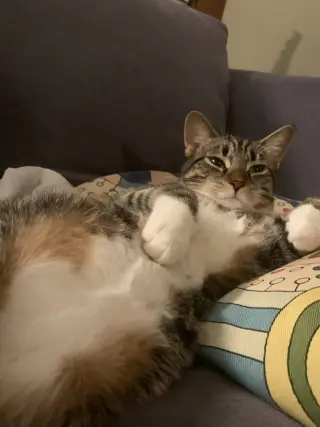 Butters