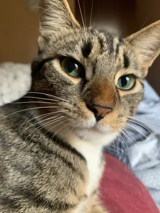 Butters