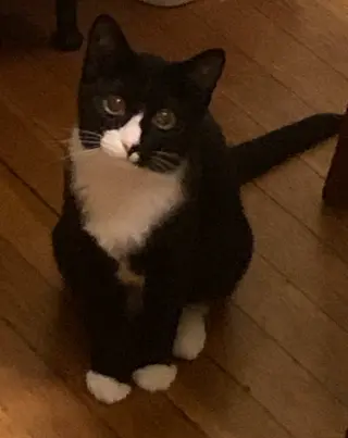 Evie