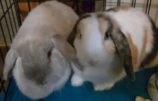 Winter & Magumi Rabbit