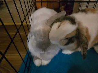 Winter & Magumi Rabbit