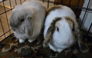 Winter & Magumi Rabbit