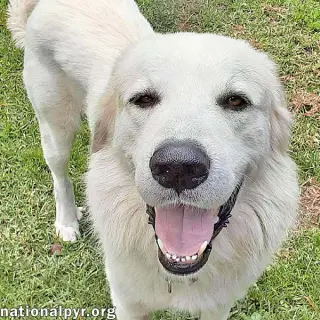 Yeti in SC - Energetic, Playful & Sweet!
