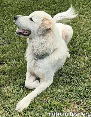 Yeti in SC - Energetic, Playful & Sweet!