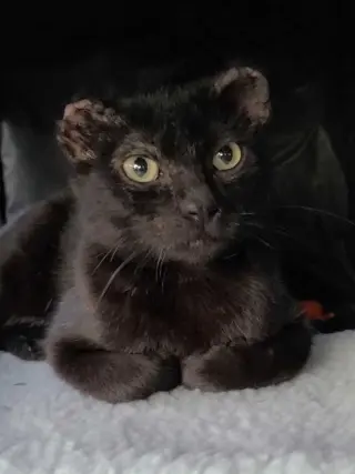 Hoichi the Earless