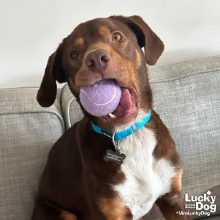 Jack
