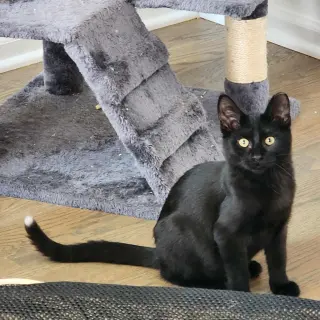 Raffolino